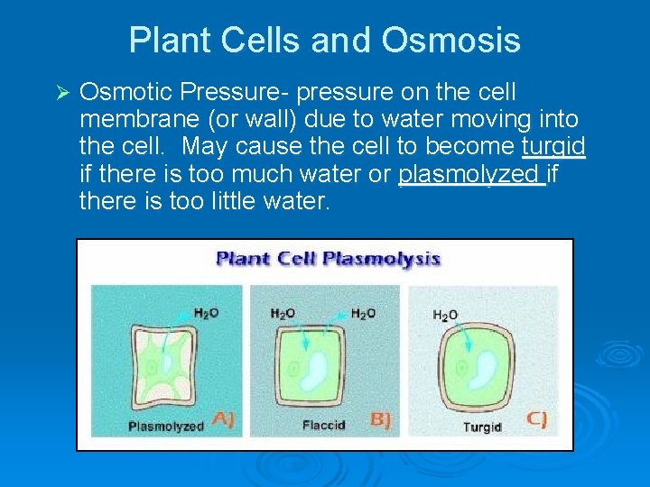 Plant Cells and Osmosis Ø Osmotic Pressure- pressure on the cell membrane (or wall)