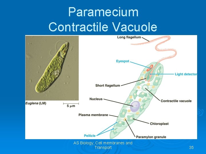 Paramecium Contractile Vacuole AS Biology, Cell membranes and Transport 35 