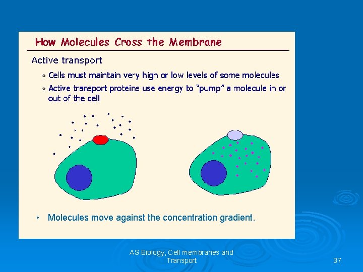  • Molecules move against the concentration gradient. AS Biology, Cell membranes and Transport