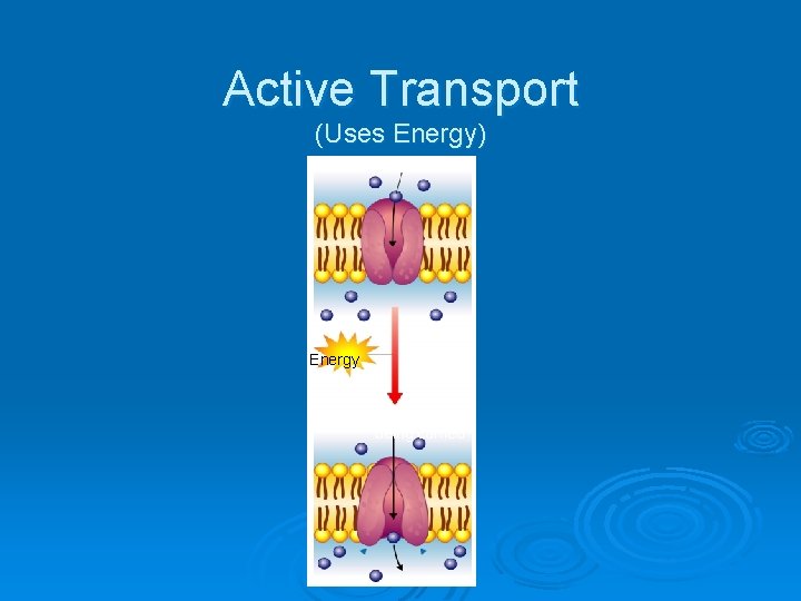 Active Transport (Uses Energy) Energy Molecule being carried 