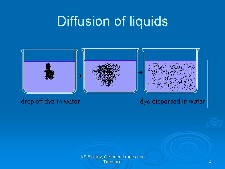 Diffusion of liquids AS Biology, Cell membranes and Transport 4 