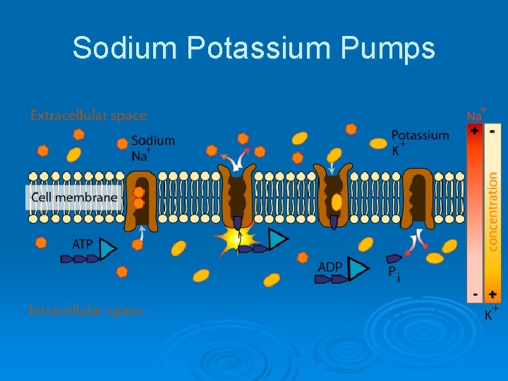 Sodium Potassium Pumps 