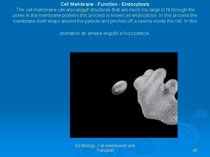 Cell Membrane - Function - Endocytosis The cell membrane can also engulf structures that