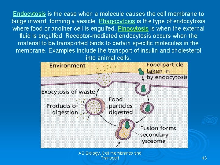 Endocytosis is the case when a molecule causes the cell membrane to bulge inward,