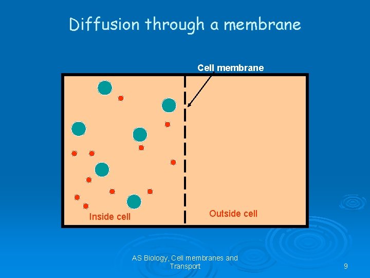 Diffusion through a membrane Cell membrane Inside cell Outside cell AS Biology, Cell membranes