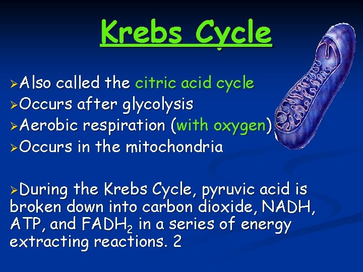 Krebs Cycle ØAlso called the citric acid cycle ØOccurs after glycolysis ØAerobic respiration (with