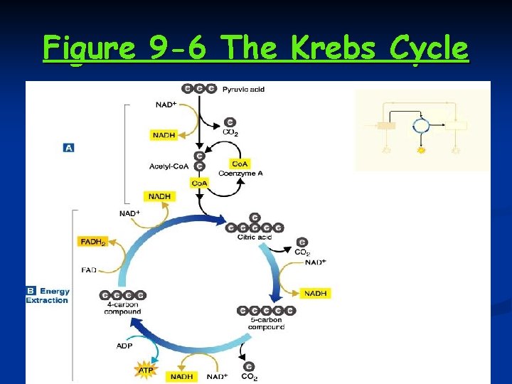 Figure 9 -6 The Krebs Cycle 
