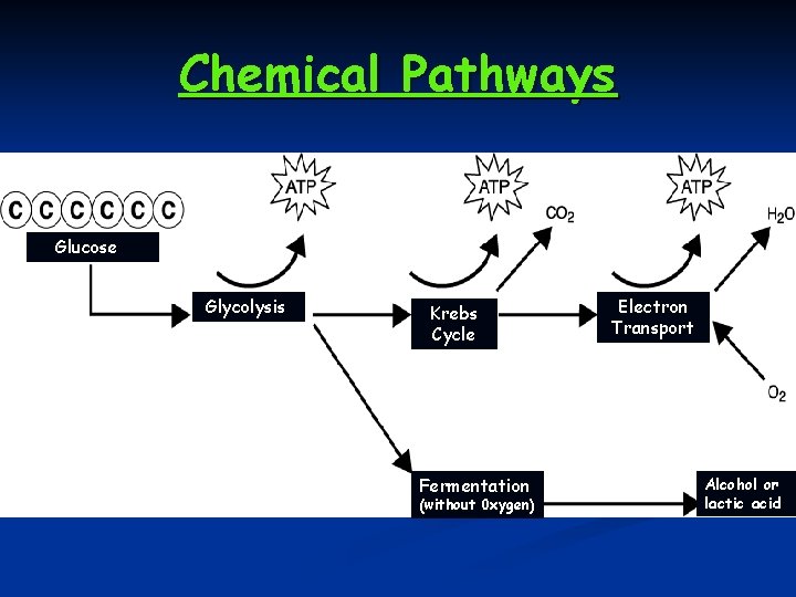 Chemical Pathways Glucose Glycolysis Krebs Cycle Fermentation (without 0 xygen) Electron Transport Alcohol or