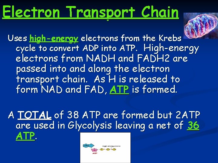 Electron Transport Chain Uses high-energy electrons from the Krebs cycle to convert ADP into