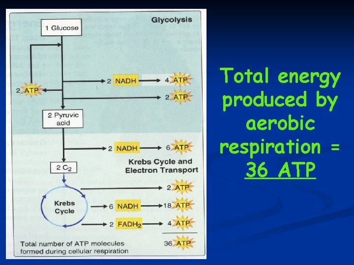 Total energy produced by aerobic respiration = 36 ATP 