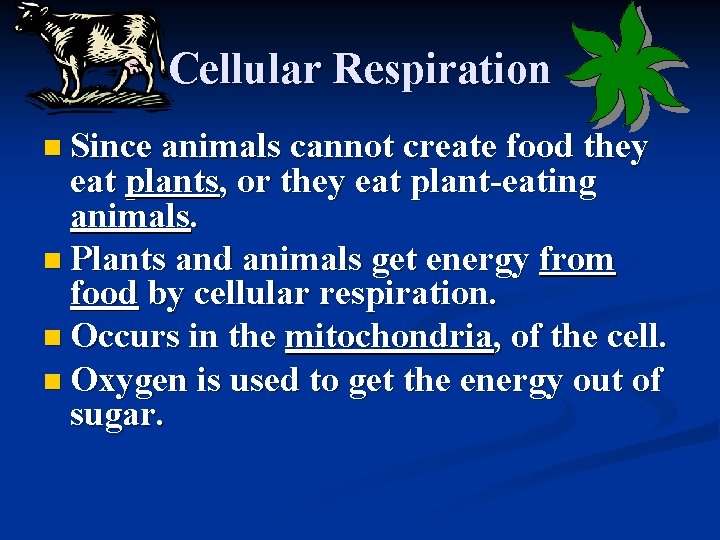 Cellular Respiration n Since animals cannot create food they eat plants, or they eat