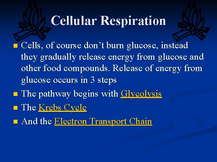 Cellular Respiration Cells, of course don’t burn glucose, instead they gradually release energy from