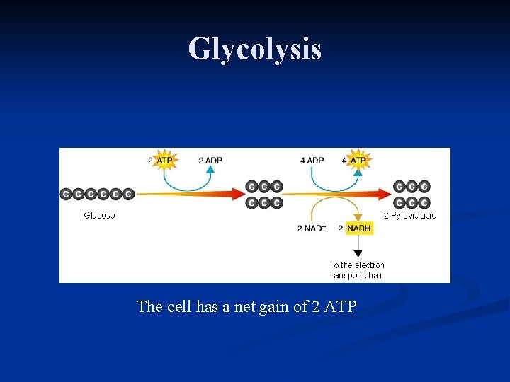 Glycolysis The cell has a net gain of 2 ATP 