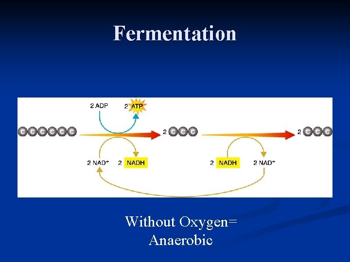 Fermentation Without Oxygen= Anaerobic 