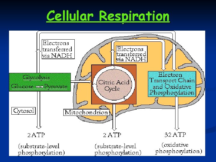 Cellular Respiration 