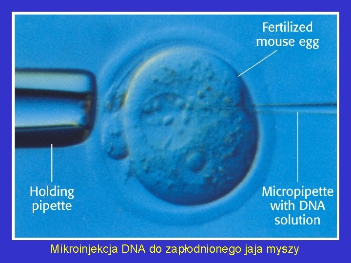 Mikroinjekcja DNA do zapłodnionego jaja myszy 