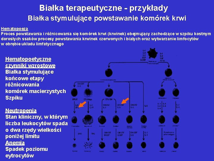 Białka terapeutyczne - przykłady Białka stymulujące powstawanie komórek krwi Hematopoeza Proces powstawania i różnicowania