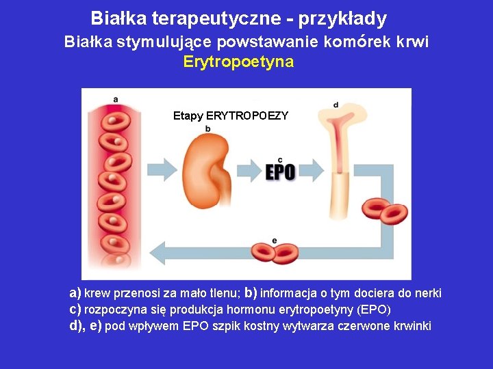 Białka terapeutyczne - przykłady Białka stymulujące powstawanie komórek krwi Erytropoetyna Etapy ERYTROPOEZY a) krew