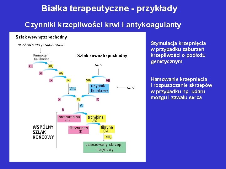 Białka terapeutyczne - przykłady Czynniki krzepliwości krwi i antykoagulanty Stymulacja krzepnięcia w przypadku zaburzeń