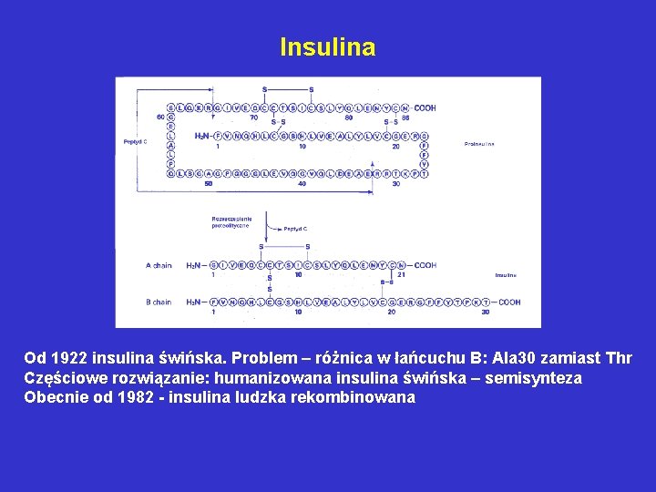 Insulina Od 1922 insulina świńska. Problem – różnica w łańcuchu B: Ala 30 zamiast