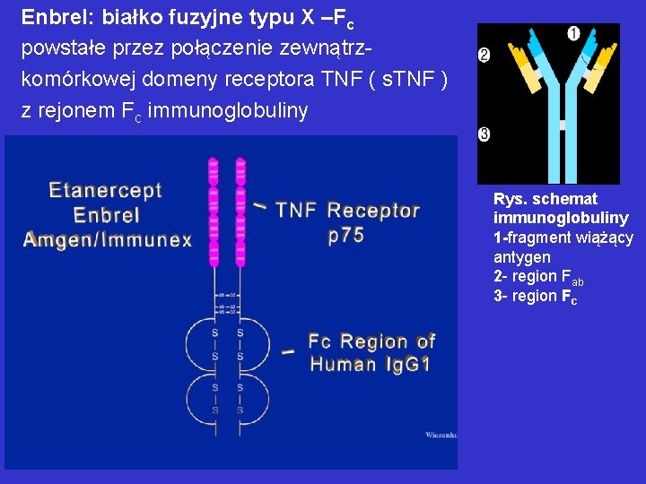 Enbrel: białko fuzyjne typu X –Fc powstałe przez połączenie zewnątrzkomórkowej domeny receptora TNF (