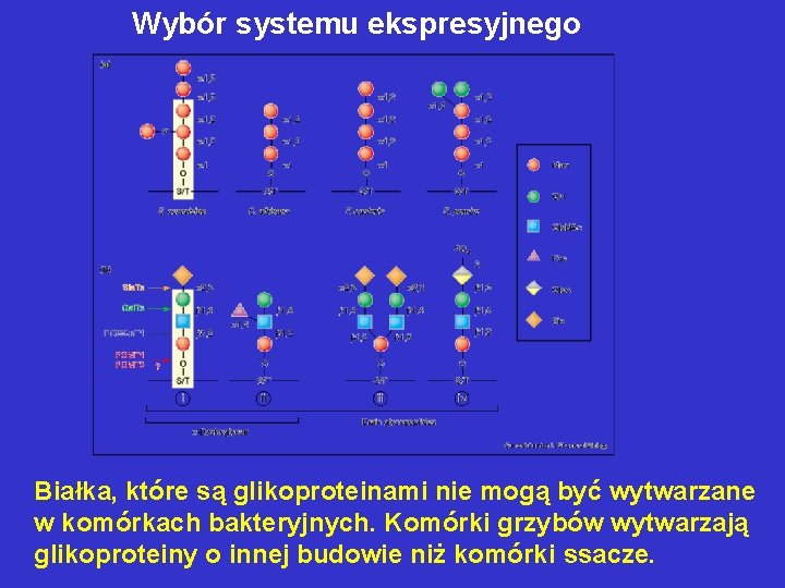 Wybór systemu ekspresyjnego Białka, które są glikoproteinami nie mogą być wytwarzane w komórkach bakteryjnych.