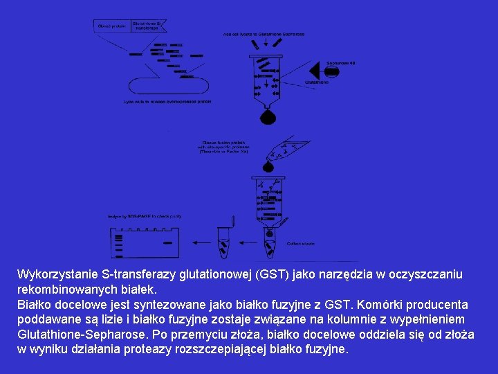 Wykorzystanie S-transferazy glutationowej (GST) jako narzędzia w oczyszczaniu rekombinowanych białek. Białko docelowe jest syntezowane