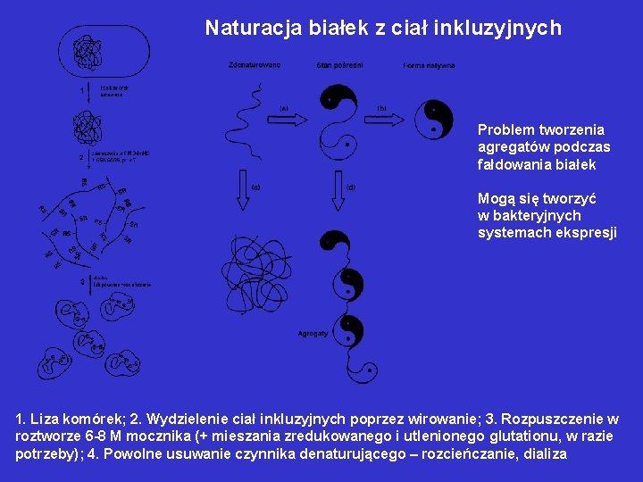 Naturacja białek z ciał inkluzyjnych Problem tworzenia agregatów podczas fałdowania białek Mogą się tworzyć