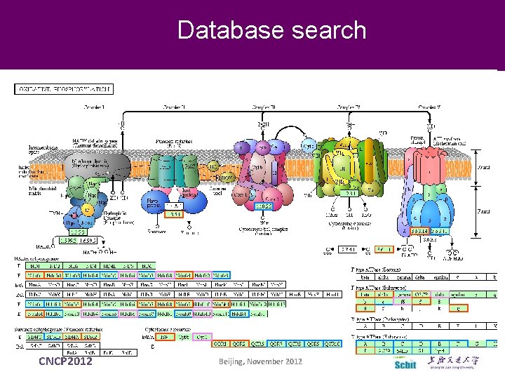Database search Pathway CNCP 2012 Beijing, November 2012 Database search Pathway CNCP 2012 Beijing, November 2012