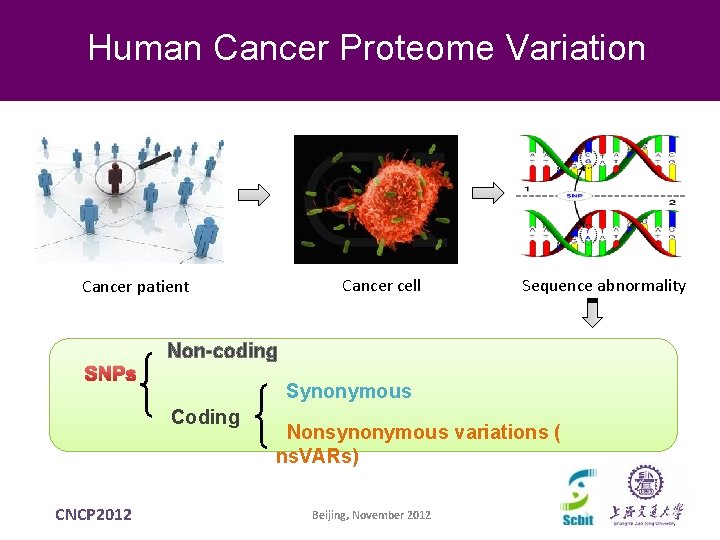 Human Cancer Proteome Variation Cancer cell Cancer patient SNPs Non-coding Synonymous Coding CNCP 2012 Human Cancer Proteome Variation Cancer cell Cancer patient SNPs Non-coding Synonymous Coding CNCP 2012