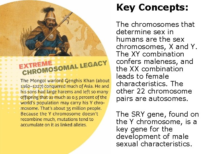 Key Concepts: The chromosomes that determine sex in humans are the sex chromosomes, X