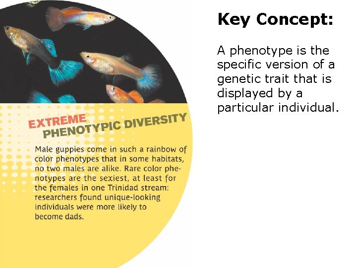 Key Concept: A phenotype is the specific version of a genetic trait that is