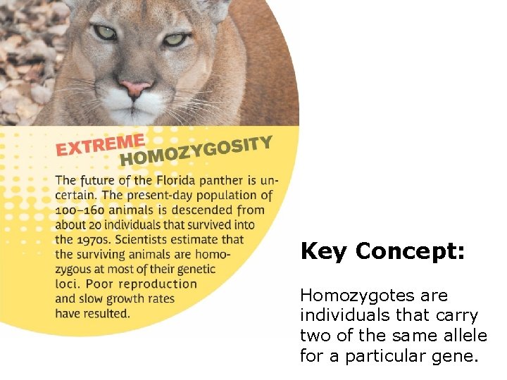 Key Concept: Homozygotes are individuals that carry two of the same allele for a