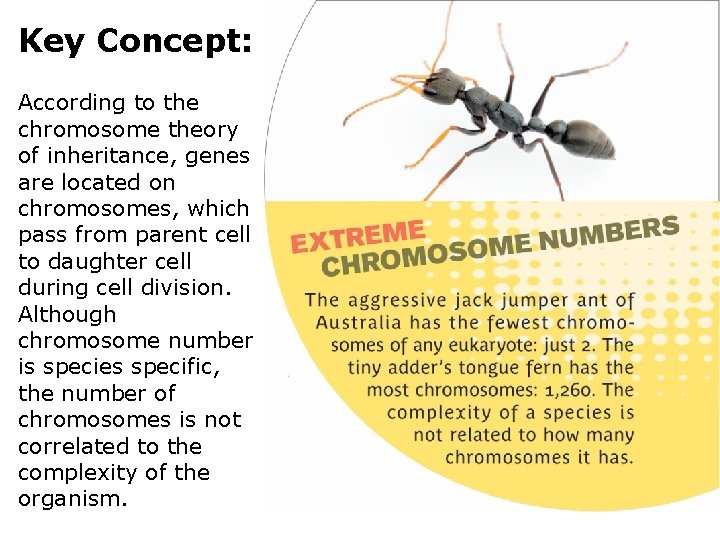 Key Concept: According to the chromosome theory of inheritance, genes are located on chromosomes,