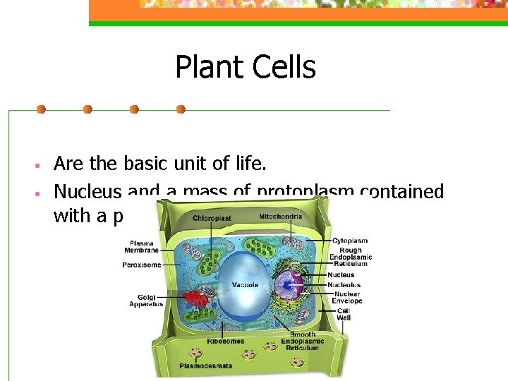 Plant Cells • • Are the basic unit of life. Nucleus and a mass