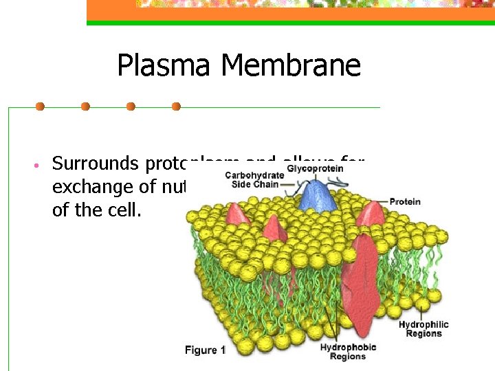 Plasma Membrane • Surrounds protoplasm and allows for exchange of nutrients and gases into