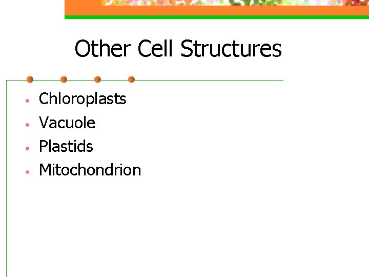 Other Cell Structures • • Chloroplasts Vacuole Plastids Mitochondrion 