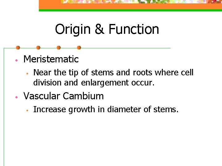 Origin & Function • Meristematic • • Near the tip of stems and roots
