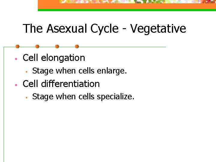 The Asexual Cycle - Vegetative • Cell elongation • • Stage when cells enlarge.