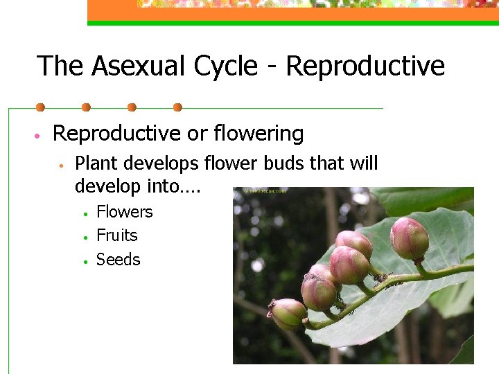 The Asexual Cycle - Reproductive • Reproductive or flowering • Plant develops flower buds