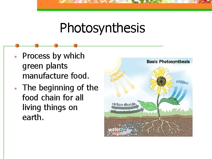 Photosynthesis • • Process by which green plants manufacture food. The beginning of the