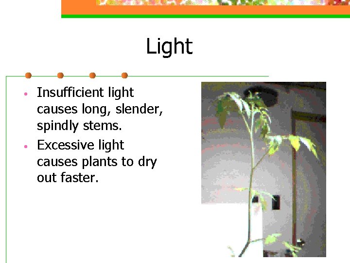 Light • • Insufficient light causes long, slender, spindly stems. Excessive light causes plants