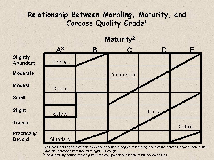 Relationship Between Marbling, Maturity, and Carcass Quality Grade 1 Maturity 2 A 3 Slightly