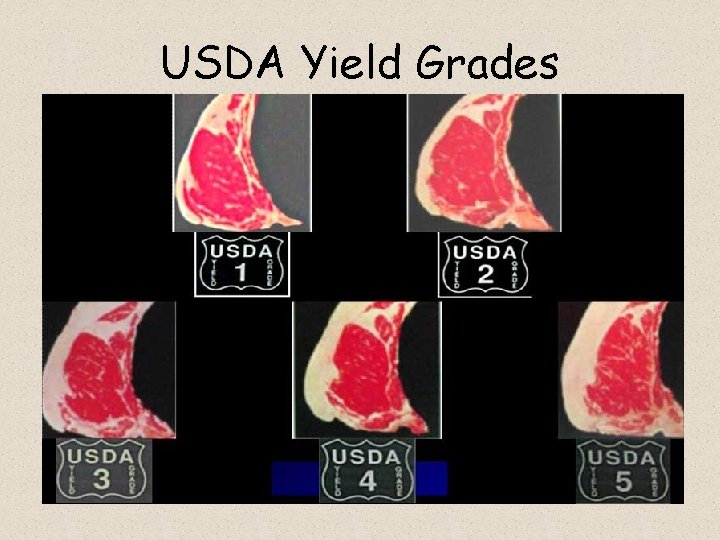 USDA Yield Grades 