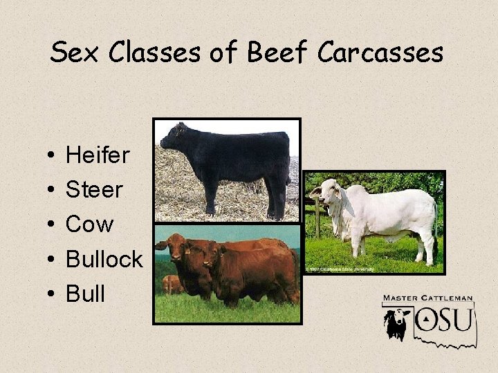 Sex Classes of Beef Carcasses • • • Heifer Steer Cow Bullock Bull 