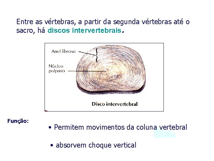 Entre as vértebras, a partir da segunda vértebras até o sacro, há discos intervertebrais.