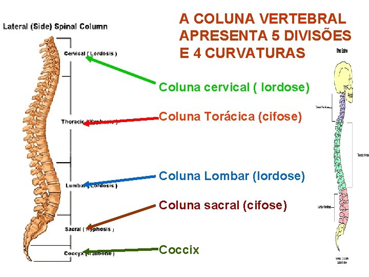 A COLUNA VERTEBRAL APRESENTA 5 DIVISÕES E 4 CURVATURAS Coluna cervical ( lordose) Coluna