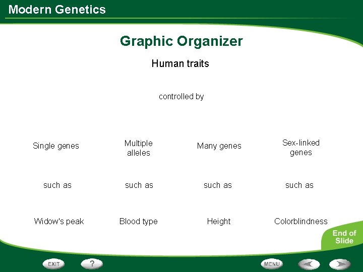 Modern Genetics Graphic Organizer Human traits controlled by Single genes Multiple alleles Many genes