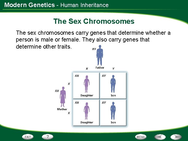 Modern Genetics - Human Inheritance The Sex Chromosomes The sex chromosomes carry genes that