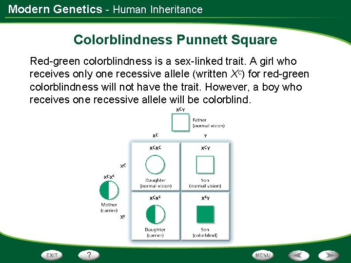 Modern Genetics - Human Inheritance Colorblindness Punnett Square Red-green colorblindness is a sex-linked trait.